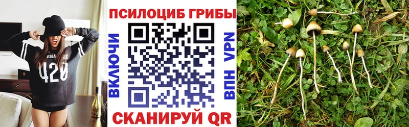 Псилоцибиновые грибы мицелий  где купить наркоту  mega как войти  Мглин 